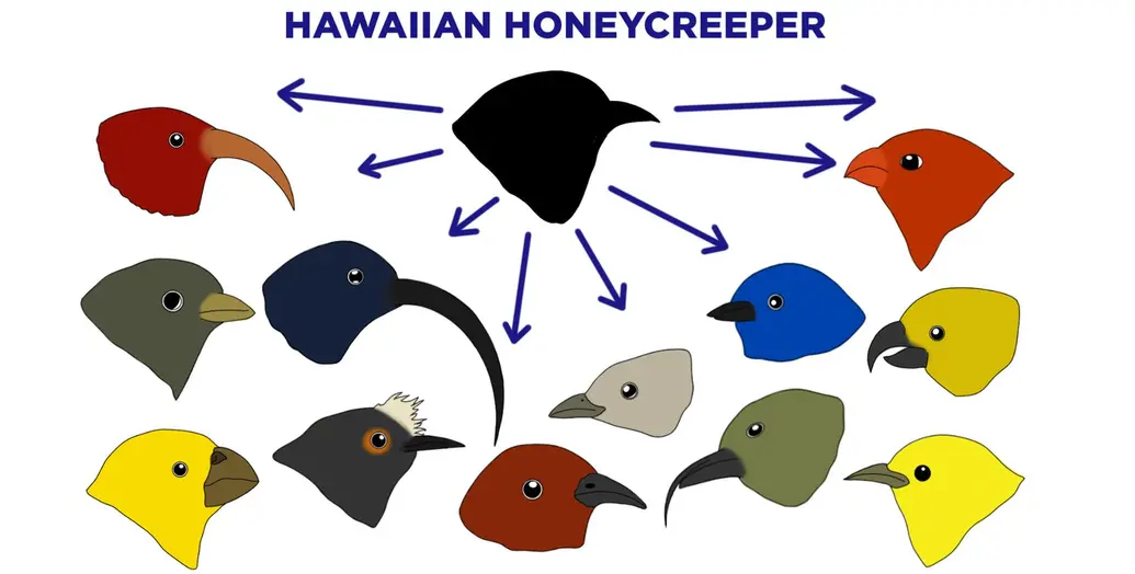 The Hawaiian Honeycreeper experienced adaptive radiation and formed many subspecies.