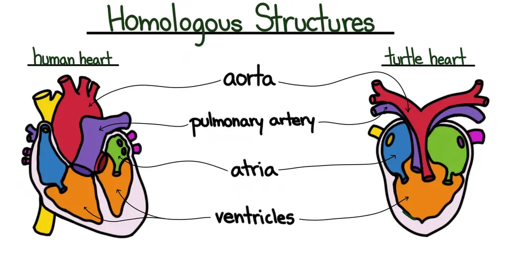 A comparison of the anatomy of a human heart and a turtle heart