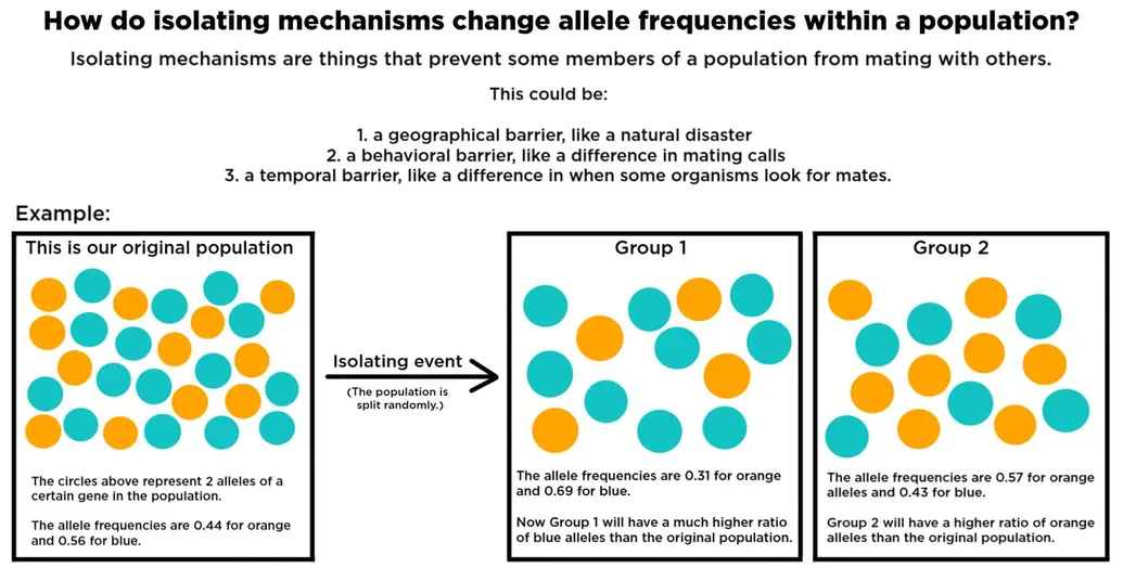 How do isolating mechanisms change allele frequencies within a population? Isolating mechanisms are things that prevent some members of a population from mating with others. This could be a geographical barrier like a natural disaster, a behavioral barrier like a difference in mating calls, or a temporal barrier like a difference in when some organisms look for mates. Example: In the original population there are circles that represent two different alleles of a certain gene in a population. The allele frequencies are 0.44 for the orange allele and 0.56 for the blue allele. After an isolating event, the population is split up randomly. In group 1, the allele frequencies are now 0.31 for orange and 0.69 for blue. The group has a much higher ratio of blue alleles compared to the original population. In group 2, the allele frequencies are 0.57 for orange and 0.43 for blue. There is a higher ratio of orange alleles compared to the original population.