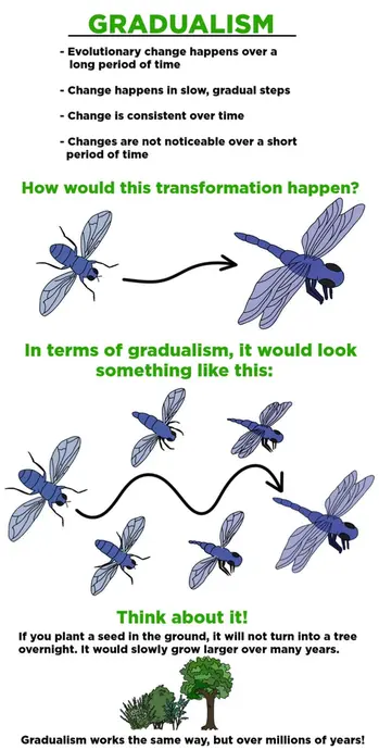Gradualism is a model of evolution. Evolutionary change happens over a long period of time. Change happens in slow, gradual steps. Change is consistent over time. Changes are not noticeable over a short period of time. Think about it. If you plant a seed in the ground, it will not turn into a tree overnight. It would slowly grow larger over many years. Gradualism works the same way, but over millions of years.