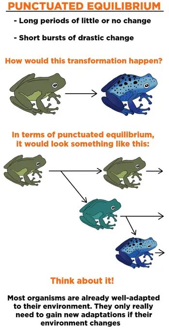 Punctuated equilibrium states that species go through long periods of little or no change with short bursts of drastic change. Most species are well-adapted to their environment. They only need to gain new adaptations if their environment changes.