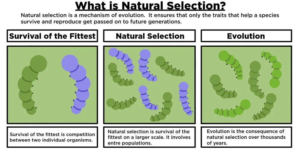 What is natural selection? Natural selection is a mechanism of evolution. It ensures that only the traits that help a species survive and reproduce get passed on to future generations. Survival of the fittest is competition between two individual organisms. Natural selection is survival of the fittest on a larger scale. It involves entire populations. Evolution is the consequence of natural selection over thousands of years.