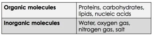 Common organic molecules include proteins, carbohydrates, lipids, and nucleic acids. Common inorganic molecules include water, oxygen gas, nitrogen gas, and salt.