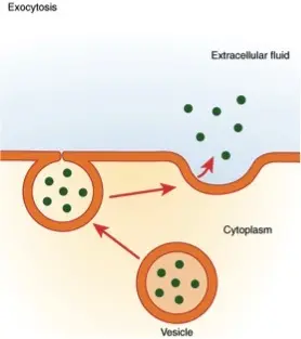 Exocytosis