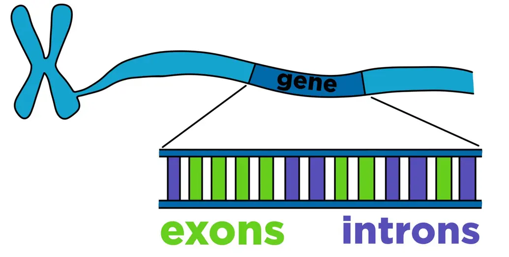 A chromosome unwinding to reveal a gene. A closeup of the gene shows exons and introns.