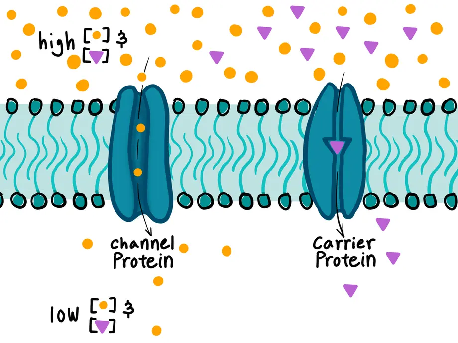 This is a cartoon explaining facilitated diffusion. The image shows a lipid bilayer with proteins inside of it. On one side of the membrane there is a high concentration of molecules. On the other side there are very few molecules. The two types of transport proteins, channel and carrier, are shown. Molecules are diffusing through them down their concentration gradient. This means they are moving from high to low concentration.