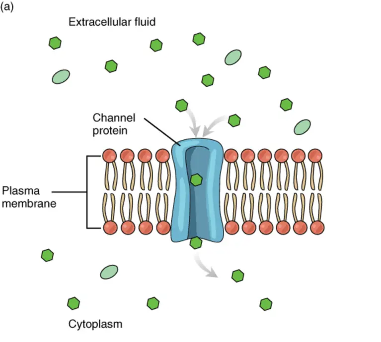 Facilitated diffusion through the cell membrane.