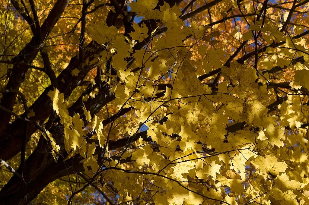 Photograph of yellow maple leaves on a tree in autumn.