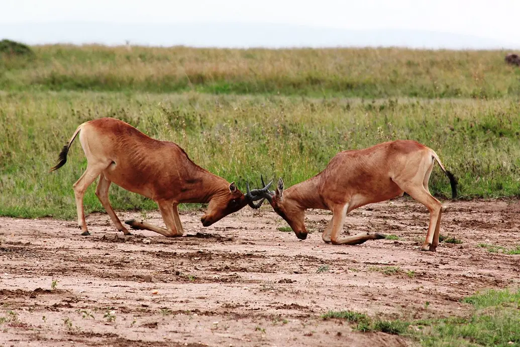 Two gazelles competing against each other. In this image, they are butting their horns together.