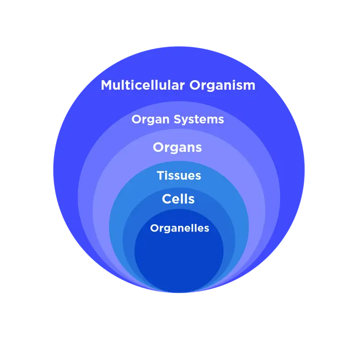 Organelles make up cells. Cells make up tissues. Tissues make up organs. Organs make up organ systems. Organ systems make up a multicellular organism.