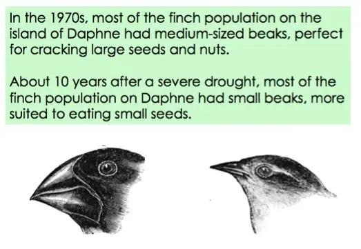 In the 1970's, most of the finch population on the island of Daphne had medium-sized beaks, perfect for cracking large seeds and nuts. About 10 years after a severe drought, most of the finch population on Daphne had small beaks more suited to eating small seeds.