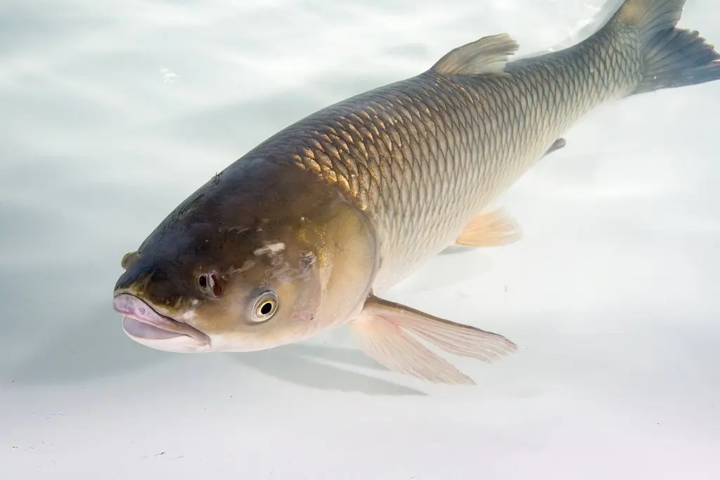 A carp swims underwater.