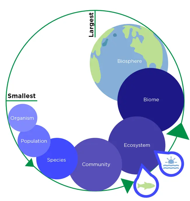 Organisms make up populations. Populations make up a species. Species make up a community. Communities make up an ecosystem. Ecosystems make up a biome. Biomes make up the biosphere. 