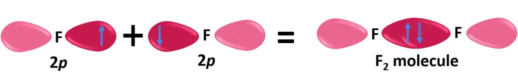 Two *p* orbitals on fluorine atoms overlap head-on with each other to form a fluoride molecule. 
