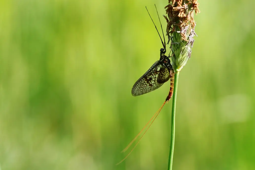 The image shows a large insect with wings climbing on a flower.