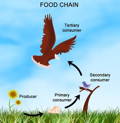 A food chain in which a dandelion is the producer, a snail is a primary consumer, and a bluebird is a secondary consumer. The tertiary consumer is a hawk.