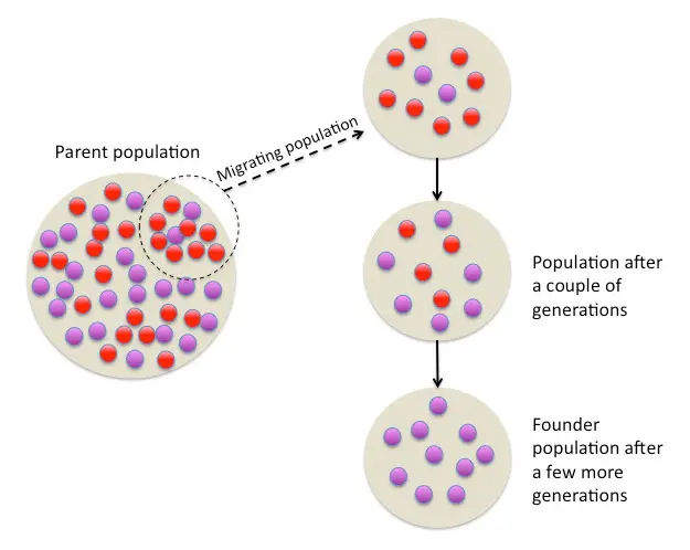 The diagram shows a circle with half purple and half red dots. Part of the population with two purple and eight red dots migrate somewhere else. The population after a few generations has six purple and four red dots. The founder population after a few more generations is entirely purple dots.