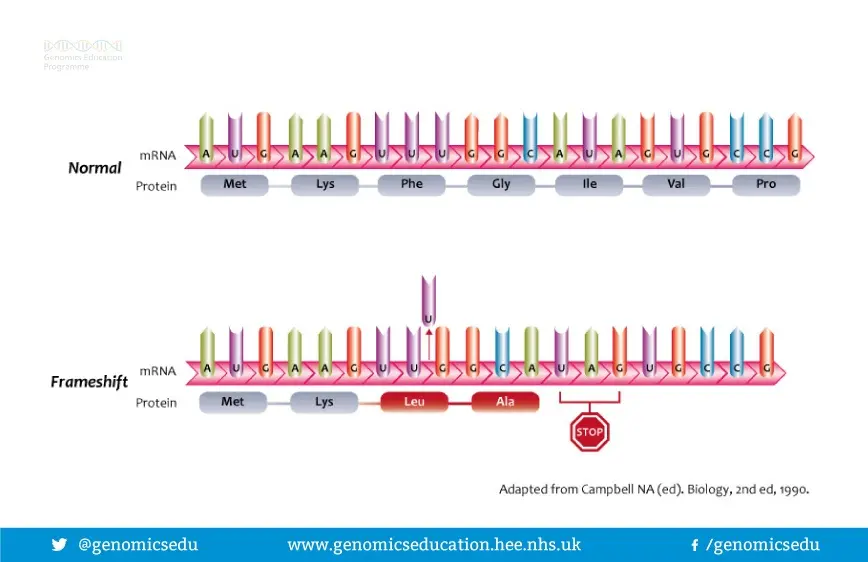 A diagram of a frameshift mutation