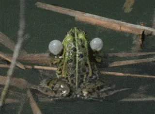 A frog puffing its vocal sacs