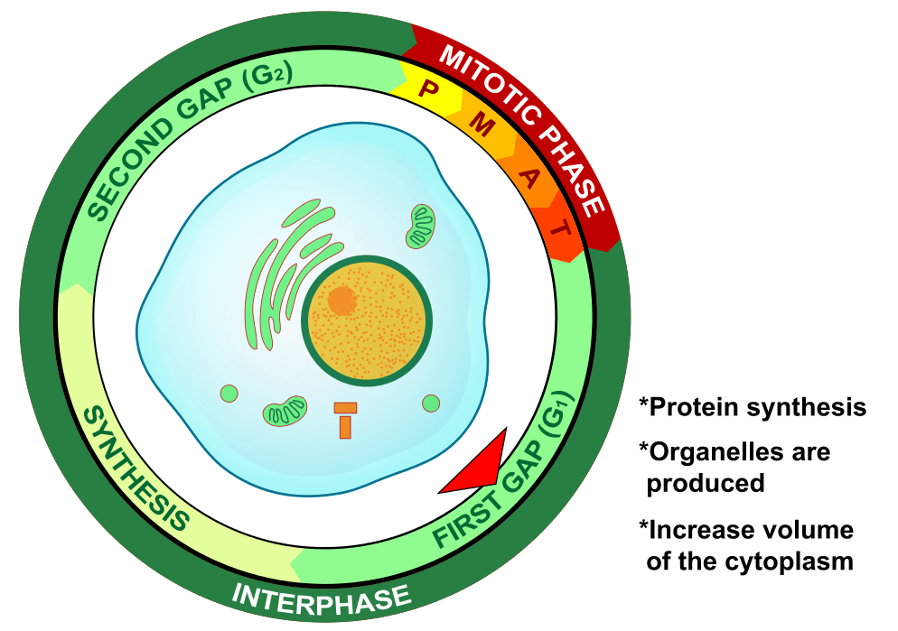 During the gap one phase, proteins are synthesized, organelles are produced, and the volume of cytoplasm increases.