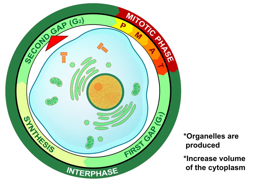 During the second gap phase, organelles are produced and the volume of the cytoplasm increases.