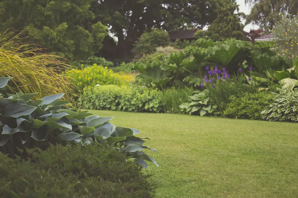 Grass, ferns, and flowers on front lawns are producers.