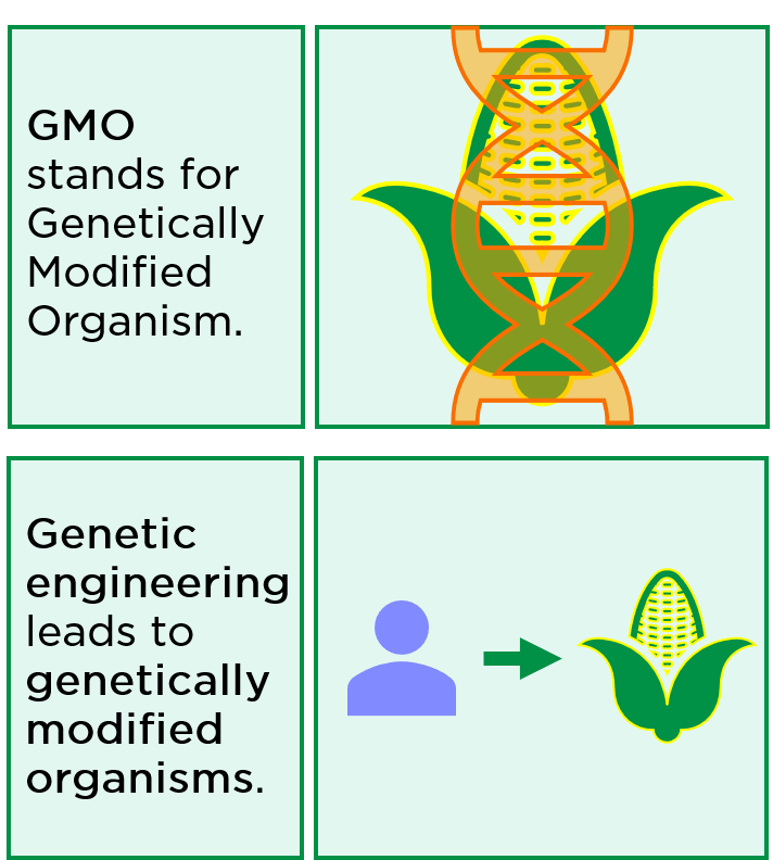 GMO stands for Genetically Modified Organism. Genetic engineering leads to genetically modified organisms.