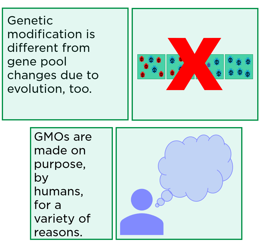 Genetic modification is different from gene pool changes due to evolution, too. GMOs are made on purpose, by humans, for a variety of reasons.