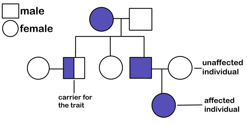 A pedigree diagram. A female with a certain trait has children with a male who doesn't have the trait. Their children are an affected male, unaffected female, and a male who does not have the trait but carries an allele for it. The affected son has a child with an unaffected female. The child is an affected female.