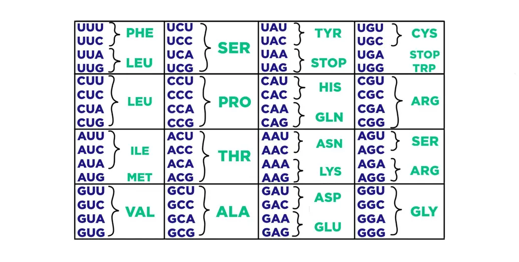 A list of codons and the amino acids they code for. UUU and UUC code for Phe. UUA, UUG, CUU, CUC, CUA, and CUG code for Leu. AUU, AUC, and AUA code for Ile. AUG codes for Met. GUU, GUC, GUA, and GUG code for Val. UCU, UCC, UCA, UCG, AGU, and AGC code for Ser. CCU, CCC, CCA, and CCG code for Pro. ACU, ACC, ACA, and ACG code for Thr. GCU, GCC, GCA, and GCG code for Ala. UAU and UAC code for Tyr. UAA, UAG, and UGA code for Stop. CAU and CAC code for His. CAA and CAG code for Gln. AAU and AAC code for Asn. AAA and AAG code for Lys. GAU and GAC code for Asp. GAA and GAG code for Glu. UGU and UGC code for Cys. UGG codes for Trp. CGU, CGC, CGA, and CGG code for Arg. AGU, AGC, AGA, and AGG code for Arg. GGU, GGC, GGA, and GGG code for Gly.