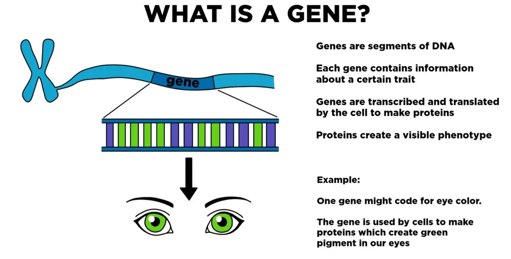 What is a gene? Genes are segments of DNA. Each gene contains information about a certain trait. Genes are transcribed and translated by the cell to make proteins. Proteins create a visible phenotype. Example: One gene might code for eye color. The gene is used by cells to make proteins which create green pigment in our eyes.
