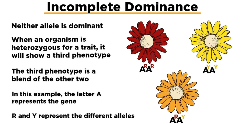 Incomplete dominance. Neither allele is dominant. When an organism is heterozygous for a trait, it will show a third phenotype. The third phenotype is a blend of the other two. In this example, the letter A represents the gene. R and Y represent the different alleles. When a homozygous red flower is crossed with a homozygous yellow flower, the result is a heterozygous orange flower.