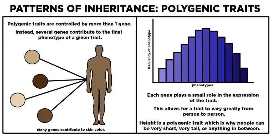 Patterns of Inheritance: polygenic traits. These traits are controlled by more than one gene. Instead, several genes contribute to the final phenotype of a given trait. Many genes contribute to skin color. Each gene plays a small role in the expression of the trait. This allows for a trait to vary greatly from person to person. Height is an example of this type of inheritance, which is why people can be very short, very tall, or anything in between.