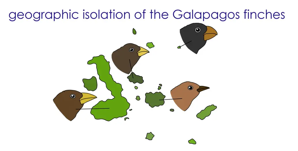 A map of where in the Galápagos Islands you can find different species of finches
