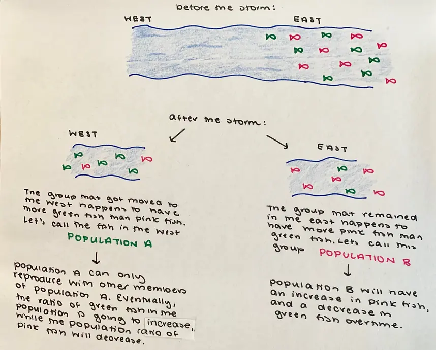 This image shows a river with 14 fish, seven of which are pink and seven of which are green. They are all on the east of the river. After a flood, the picture shows the east of the river and the west of the river. The west of the river now has five green fish and two pink fish. The east of the river now has five pink fish and two green fish. The image says: "The group that got moved to the west happens to have more green fish that pink fish. Let's call the fish in the west Population A. The group that remained in the east happens to have more pink fish than green fish. Let's call this group Population B. Population A can only reproduce with other members of population A. Eventually, the ratio of green fish in the population is going to increase, while the population ratio of pink fish will decrease. Population B will have an increase in pink fish, and a decrease in green fish overtime."