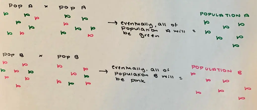 This image demonstrates Population A mating with other members of Population A. Eventually, all of Population A will be green. It then shows Population A overtime, with only green fish. Then, it demonstrates Population B mating with other members of Population B. Eventually, all of Population B will be pink. It then shows Population B overtime, with only pink fish.