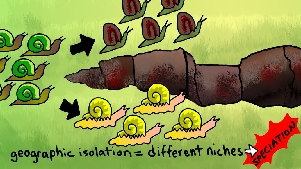 The image shows green snails splitting into two groups because of a canyon. The snails on the top have dark shells. The snails on the bottom have bright, shiny shells.