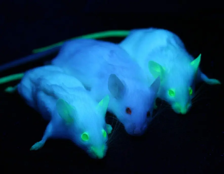 Fluorescent mice are GMOs (genetically modified organisms).