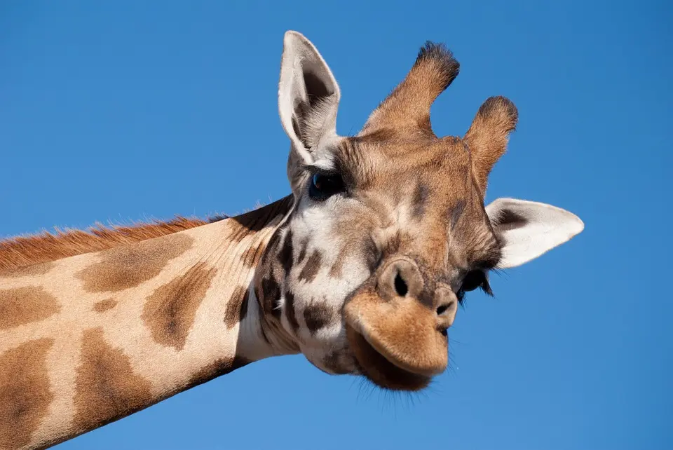 Image of a giraffe looking directly toward the camera.