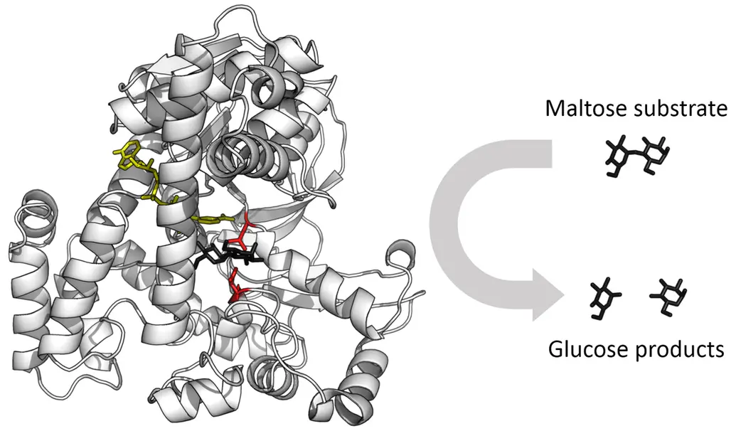 An enzyme is shown with its maltose substrate.  Its products are two molecules of glucose. 