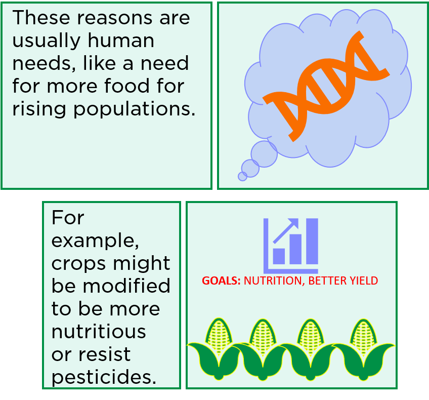 These reasons are usually human needs, like a need for more food for rising populations. For example, crops might be modified to be more nutritious or resist pesticides.