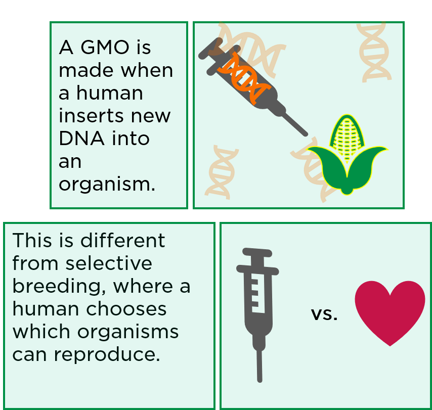 A GMO is made when a human inserts new DNA into an organism. This is different from selective breeding, where a human chooses which organisms can reproduce.