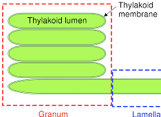 The granum contains stacks of thylakoids.