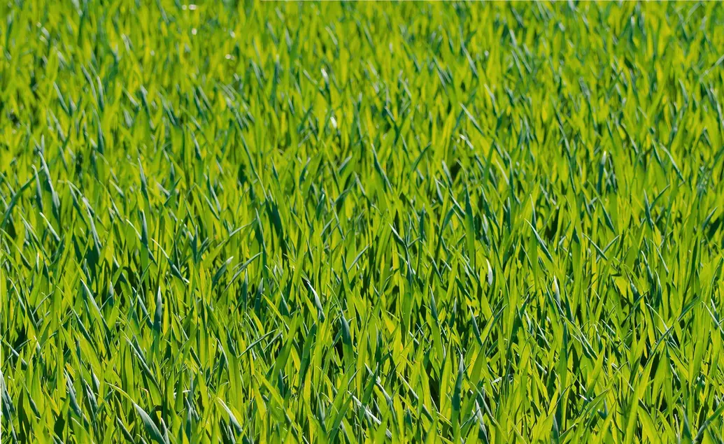 Grass is an example of an autotroph, or producer.
