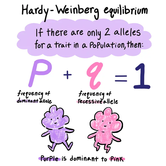 This is an image explaining one of the equations for Hardy-Weinberg equilibrium. If there are two alleles for a trait in a population, then the frequency of the dominant allele, P, plus the frequency of the recessive allele, q, is equal to 1. The equation is P + q = 1.