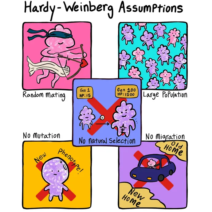 This is a cartoon image explaining the five assumptions for a population to be in Hardy-Weinberg equilibrium. The assumptions are no natural selection, no mutation, random mating (no sexual selection), large population (no genetic drift), and no migration. The picture illustrates these concepts with lumpy cartoon people.