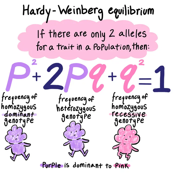 This is an image explaining one of the equations for Hardy-Weinberg equilibrium. If there are two alleles for a trait in a population, and the population is in Hardy-Weinberg equilibrium, then the frequency of the homozygous dominant genotype, P squared, plus the frequency of the heterozygous genotype, 2Pq, plus the frequency of the homozygous recessive genotype, q squared , is equal to 1. The equation is P^2 + 2PQ + Q^2 = 1.