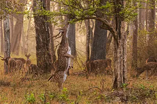 An antelope grazing on a tree