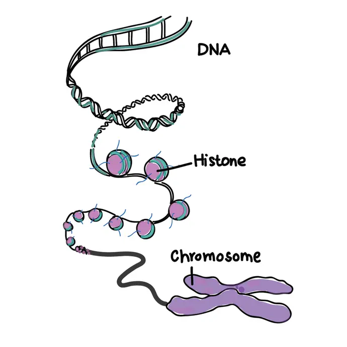 Chromosomes are made of DNA bundled around histones and then condensed.