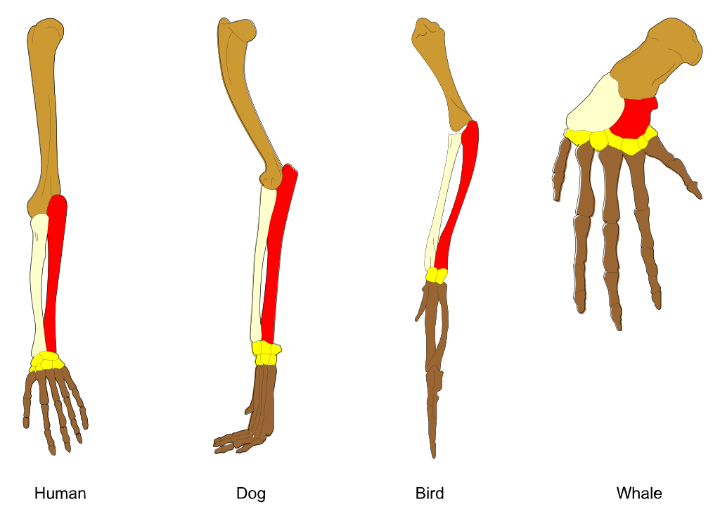 Bone structures of a human arm, dog leg, bird wing, and whale flipper